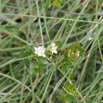 Asperula pusilla (Alpine Woodruff) at Jacobs River, NSW - 13 Dec 2022 by RAllen