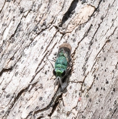 Primeuchroeus sp. (genus) (Cuckoo Wasp) at Macgregor, ACT - 17 Dec 2022 by Roger