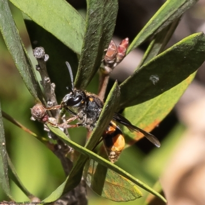 Paralastor sp. (genus) (Potter Wasp) at Macgregor, ACT - 17 Dec 2022 by Roger