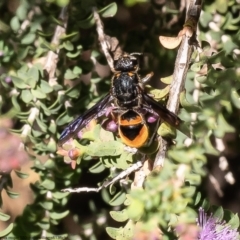 Paralastor sp. (genus) at Macgregor, ACT - 17 Dec 2022