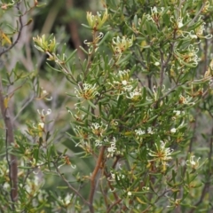 Grevillea australis (Alpine Grevillea) at Thredbo, NSW - 13 Dec 2022 by RAllen