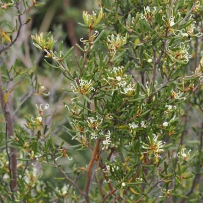 Grevillea australis (Alpine Grevillea) at Thredbo, NSW - 13 Dec 2022 by RAllen