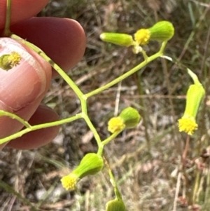 Senecio quadridentatus at Aranda, ACT - 18 Dec 2022