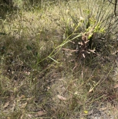 Senecio quadridentatus at Aranda, ACT - 18 Dec 2022