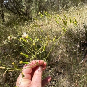 Senecio quadridentatus at Aranda, ACT - 18 Dec 2022