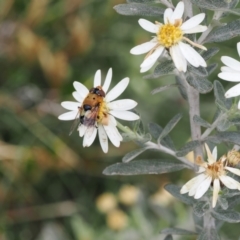 Austalis pulchella (Hover fly) at Kosciuszko National Park, NSW - 13 Dec 2022 by RAllen