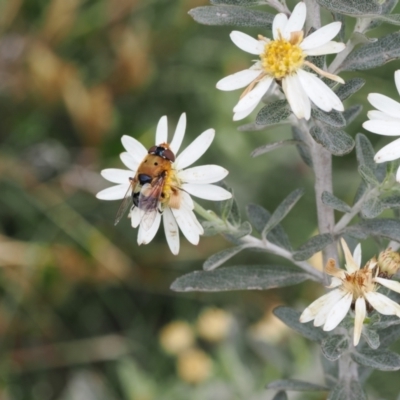 Austalis pulchella (Hover fly) at Kosciuszko National Park - 13 Dec 2022 by RAllen