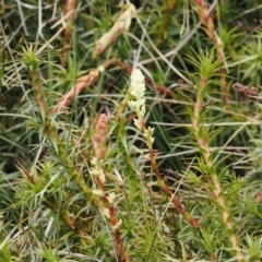 Dracophyllum continentis (Candle Heath) at Kosciuszko National Park, NSW - 13 Dec 2022 by RAllen