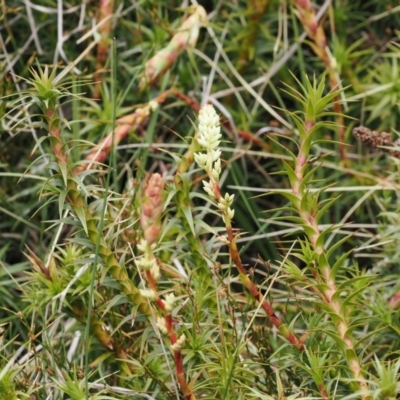 Richea continentis (Candle Heath) at Kosciuszko National Park, NSW - 13 Dec 2022 by RAllen