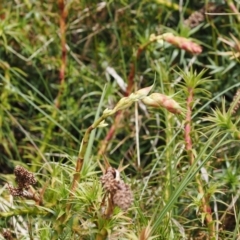 Dracophyllum continentis at Kosciuszko National Park, NSW - 13 Dec 2022 11:51 AM