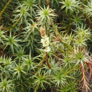 Dracophyllum continentis at Kosciuszko National Park, NSW - 13 Dec 2022 11:51 AM