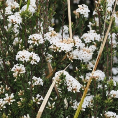 Epacris paludosa (Alpine Heath) at Kosciuszko National Park, NSW - 13 Dec 2022 by RAllen