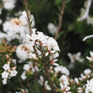 Epacris paludosa at Kosciuszko National Park, NSW - 13 Dec 2022