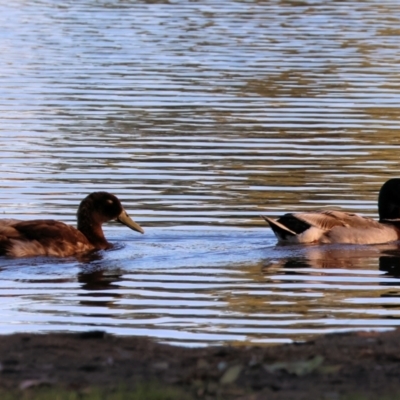 Anas platyrhynchos (Mallard (Domestic Type)) at Wodonga, VIC - 17 Dec 2022 by KylieWaldon