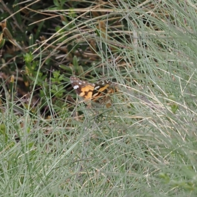 Vanessa kershawi (Australian Painted Lady) at Kosciuszko National Park, NSW - 13 Dec 2022 by RAllen