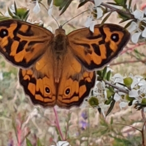 Heteronympha merope at Gundaroo, NSW - 18 Dec 2022 11:37 AM