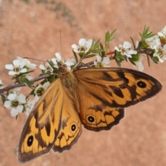 Heteronympha merope at Gundaroo, NSW - 18 Dec 2022