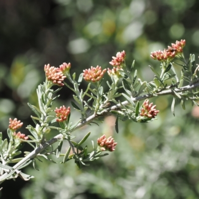 Ozothamnus secundiflorus (Cascade Everlasting) at Thredbo, NSW - 13 Dec 2022 by RAllen