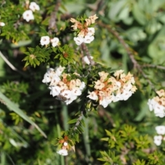 Epacris paludosa (Alpine Heath) at Kosciuszko National Park, NSW - 12 Dec 2022 by RAllen