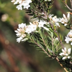 Epacris paludosa at Kosciuszko National Park, NSW - 13 Dec 2022 10:15 AM