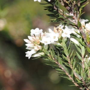 Epacris paludosa at Kosciuszko National Park, NSW - 13 Dec 2022 10:15 AM