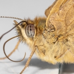 Heteronympha merope (Common Brown Butterfly) at Jerrabomberra, NSW - 17 Dec 2022 by MarkT