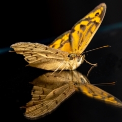 Heteronympha merope at Jerrabomberra, NSW - 18 Dec 2022