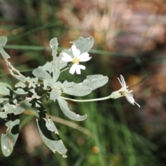 Olearia phlogopappa subsp. flavescens (Dusty Daisy Bush) at Kosciuszko National Park, NSW - 13 Dec 2022 by RAllen