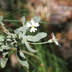 Olearia phlogopappa subsp. flavescens (Dusty Daisy Bush) at Kosciuszko National Park, NSW - 12 Dec 2022 by RAllen