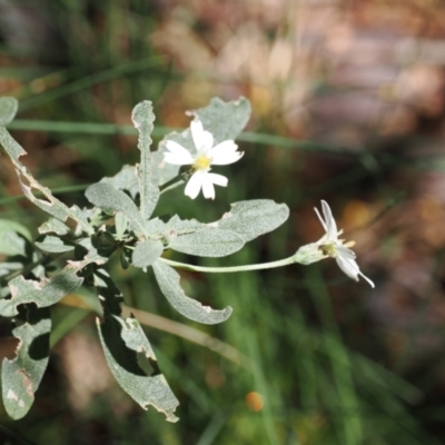 Olearia phlogopappa subsp. flavescens (Dusty Daisy Bush) at Kosciuszko National Park, NSW - 13 Dec 2022 by RAllen