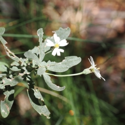 Olearia phlogopappa subsp. flavescens (Dusty Daisy Bush) at Kosciuszko National Park, NSW - 12 Dec 2022 by RAllen