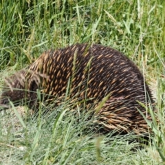 Tachyglossus aculeatus (Short-beaked Echidna) at Kosciuszko National Park, NSW - 12 Dec 2022 by RAllen