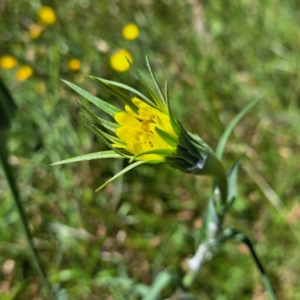 Tragopogon dubius at Hackett, ACT - 18 Dec 2022