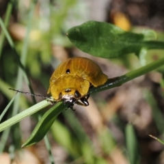 Paropsis augusta (A eucalypt leaf beetle) at Thredbo, NSW - 13 Dec 2022 by RAllen