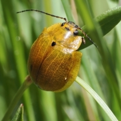 Paropsis augusta at Thredbo, NSW - 13 Dec 2022 10:50 AM