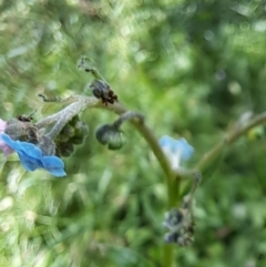 Cynoglossum australe at Hackett, ACT - 18 Dec 2022