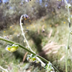 Cynoglossum australe at Hackett, ACT - 18 Dec 2022