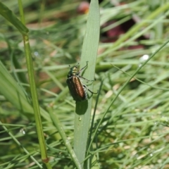 Diphucephala elegans (Green scarab beetle) at Kosciuszko National Park - 12 Dec 2022 by RAllen