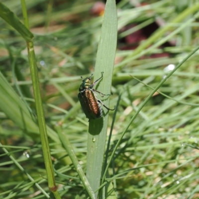 Diphucephala elegans (Green scarab beetle) at Kosciuszko National Park, NSW - 13 Dec 2022 by RAllen