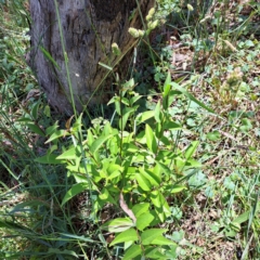 Ligustrum lucidum (Large-leaved Privet) at Hackett, ACT - 18 Dec 2022 by abread111