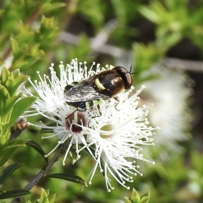 Odontomyia hunteri (Soldier fly) at Burradoo, NSW - 26 Nov 2022 by GlossyGal