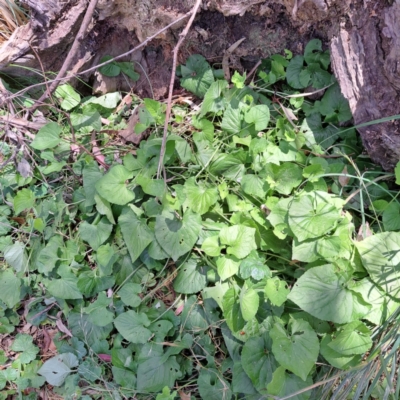 Viola odorata (Sweet Violet, Common Violet) at Hackett, ACT - 18 Dec 2022 by abread111