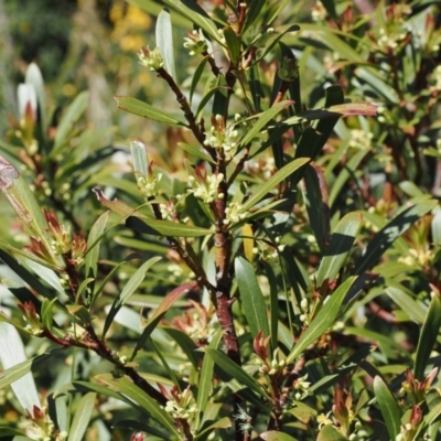 Tasmannia xerophila subsp. xerophila (Alpine Pepperbush) at Kosciuszko National Park, NSW - 13 Dec 2022 by RAllen