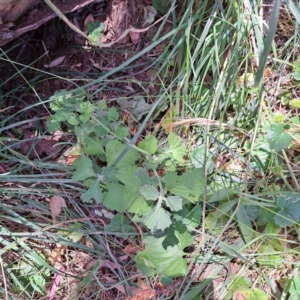 Marrubium vulgare at Hackett, ACT - 18 Dec 2022