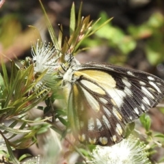 Belenois java (Caper White) at Burradoo, NSW - 27 Nov 2022 by GlossyGal