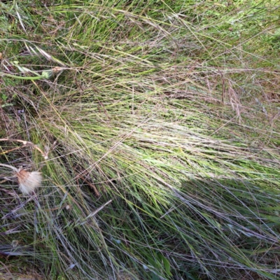 Nassella trichotoma (Serrated Tussock) at Hackett, ACT - 18 Dec 2022 by abread111