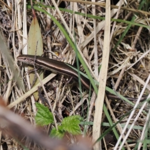 Pseudemoia entrecasteauxii at Kosciuszko National Park, NSW - 13 Dec 2022