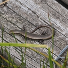 Pseudemoia entrecasteauxii at Kosciuszko National Park, NSW - 13 Dec 2022