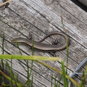 Pseudemoia entrecasteauxii at Kosciuszko National Park, NSW - 13 Dec 2022