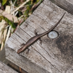 Pseudemoia entrecasteauxii at Kosciuszko National Park, NSW - 13 Dec 2022